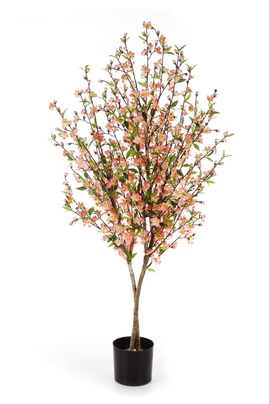 TŘEŠEŇ S KVĚTY ROSE, 140-170cm