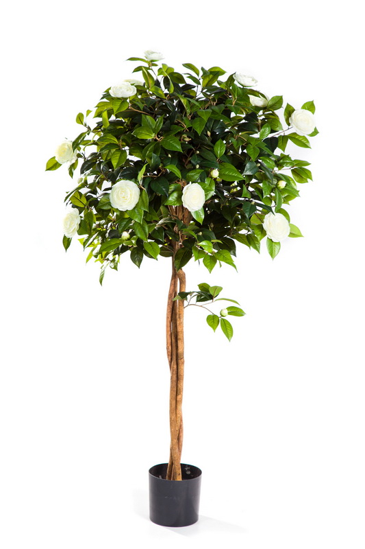 CAMELIA UMBRELLA STROM BÍLÁ, 130-160cm