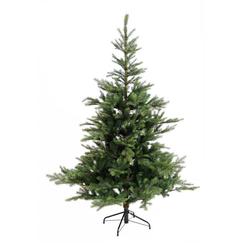 JEDLE GRANDIS, 240cm