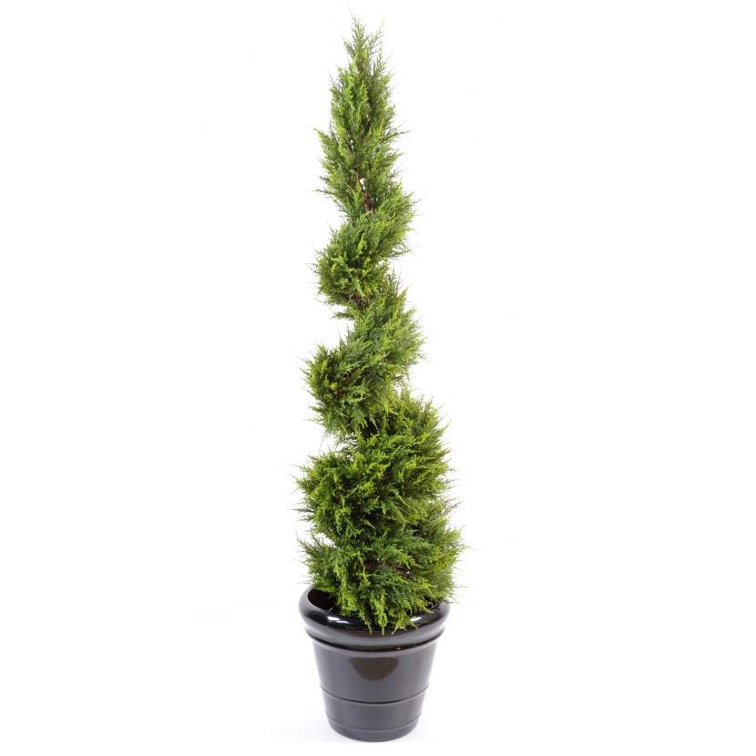 CYPŘIŠ JUNIPERUS SPIRAL FINE, 160cm