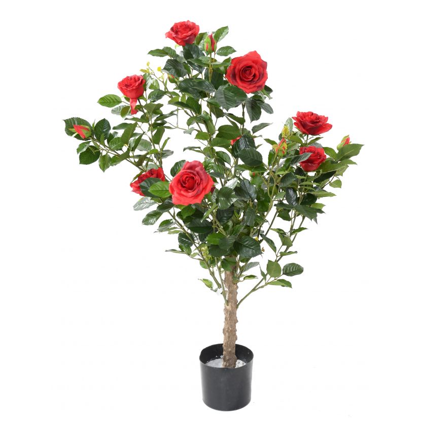 Keř růží červený, 60cm