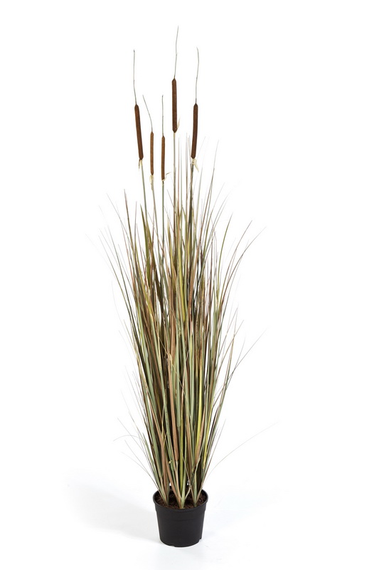 AUTUMN CATTAIL TRÁVA, 150cm
