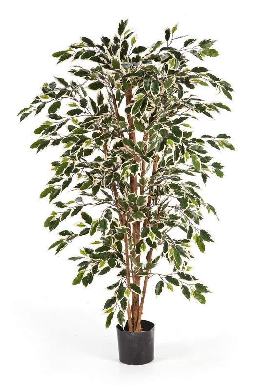 PANAŠOVANÝ FICUS NITIDA, 150cm