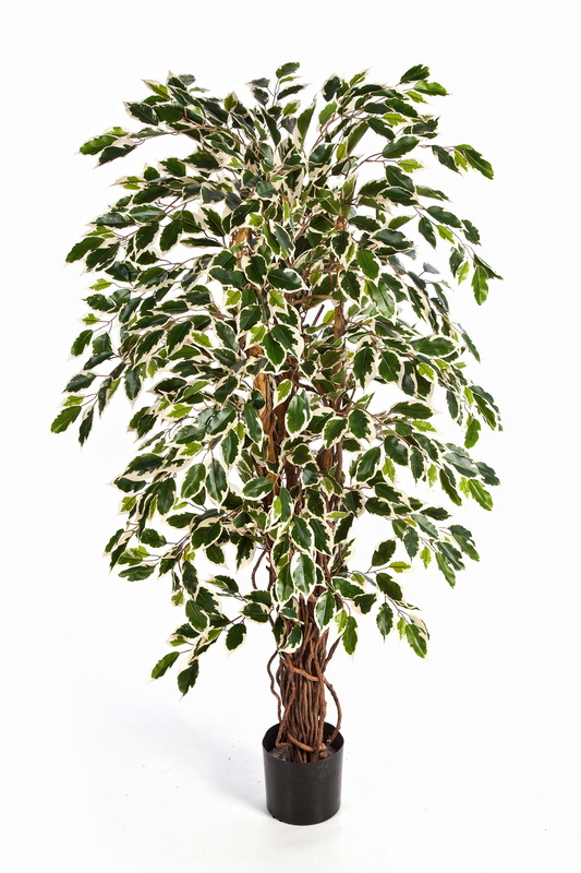 PANAŠOVANÝ FICUS LIANA, 150cm