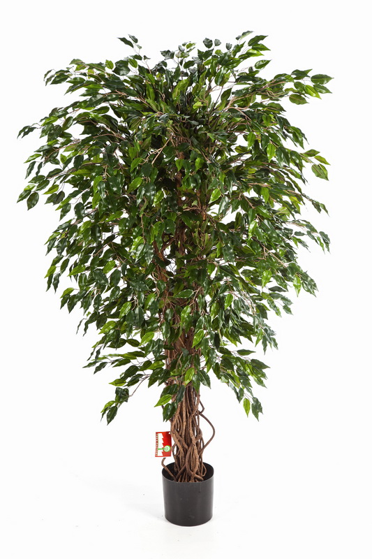 HAWAIIAN FICUS LIANA, 150cm