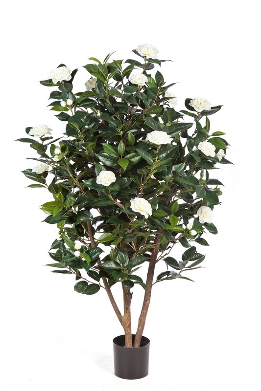 CAMELIA JAPONICA KEŘ, 150cm