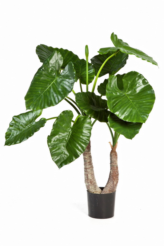ALOCASIA CALIDORA X 14, 100cm