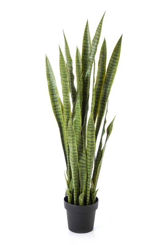 SANSEVERIA GREEN S KVĚTINÁČEM, 120cm