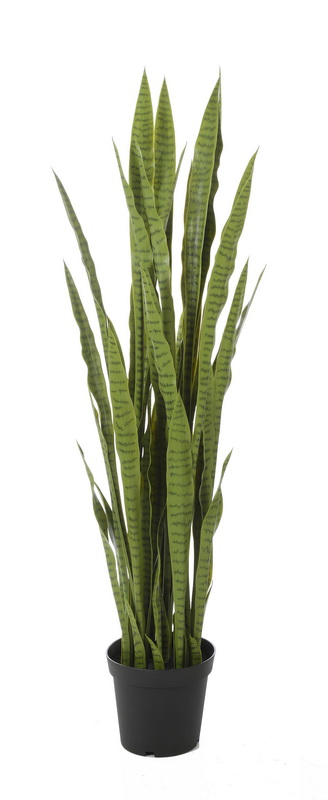 SANSEVERIA GREEN S KVĚTINÁČEM, 150cm