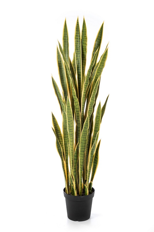 SANSEVERIA VARIEGATED S KVĚTINÁČEM, 150cm