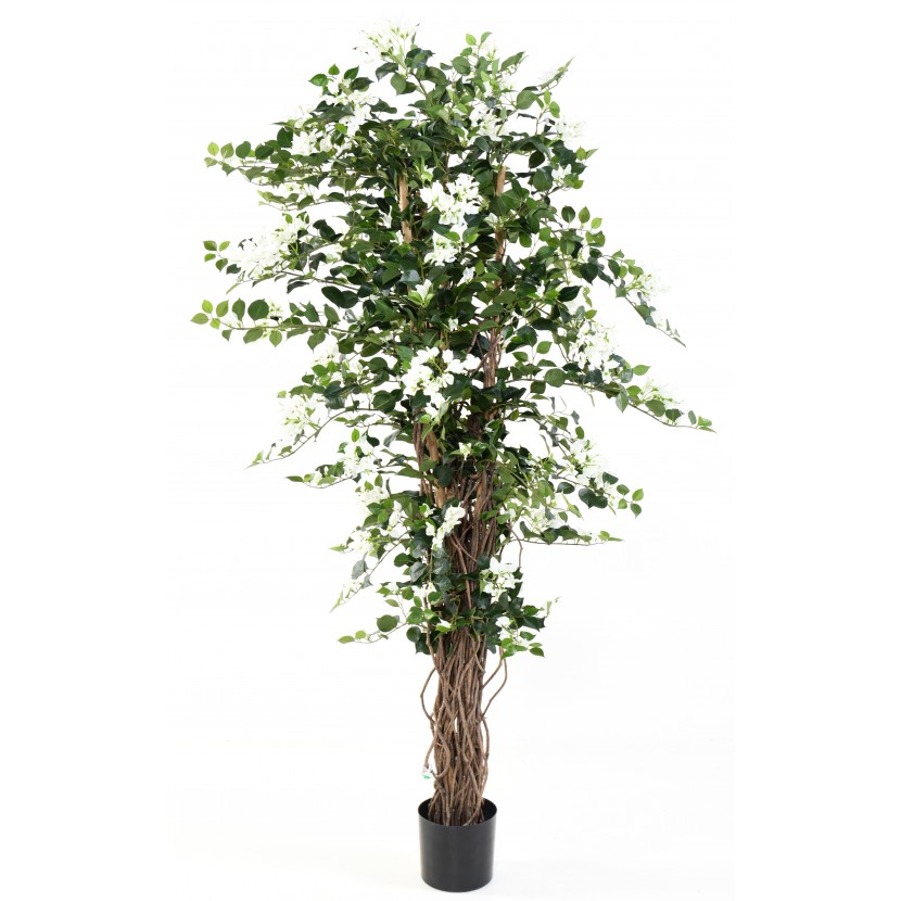 Bougainvillea LIANA bílá, 180cm