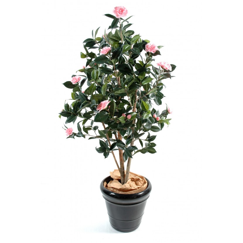 Camelia JAPONICA růžová, 140cm