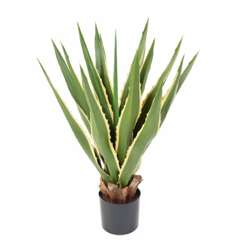 AGAVE FURCRAEA, 80cm
