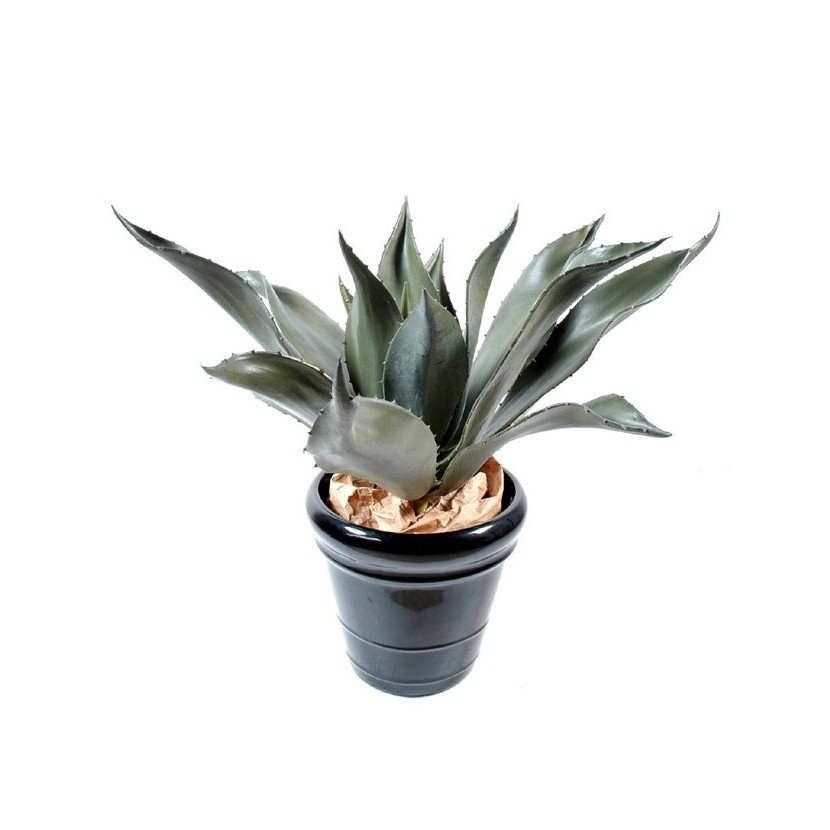 AGAVE GIGANT, 75cm