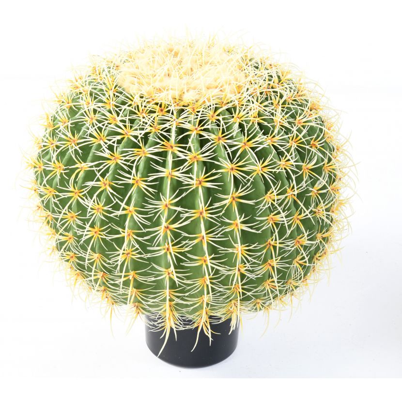 KAKTUS KOULE, 50cm