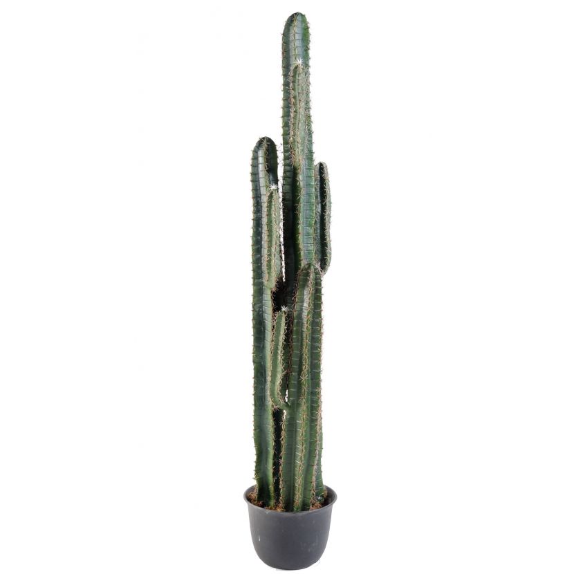 KAKTUS FINGER, 185cm