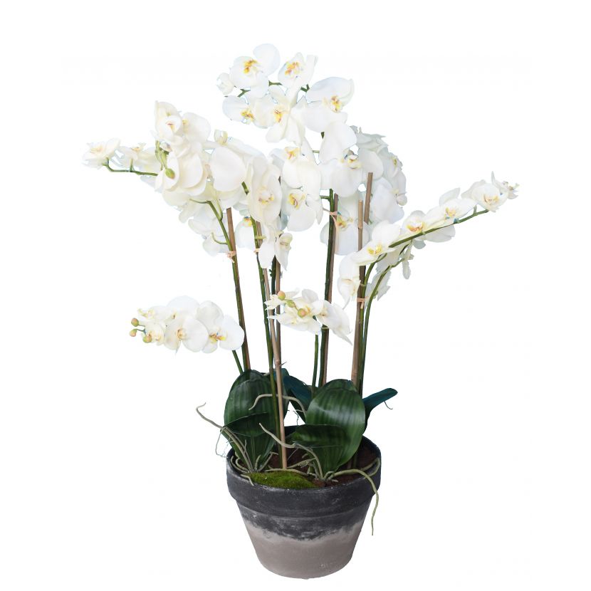 Orchidej bílá v květináči, 105cm