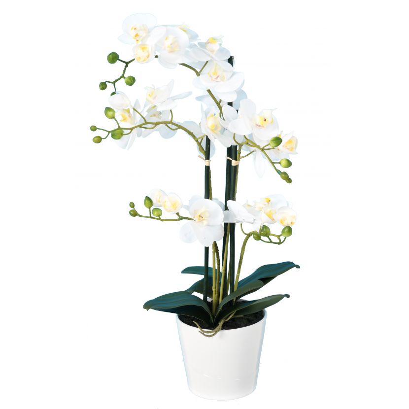 Orchidej bílá v květináči, 70cm