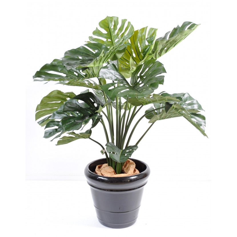 Philodendron, 110cm