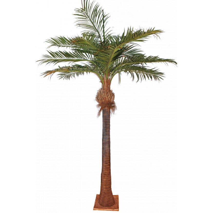 Kokosová palma, 400cm