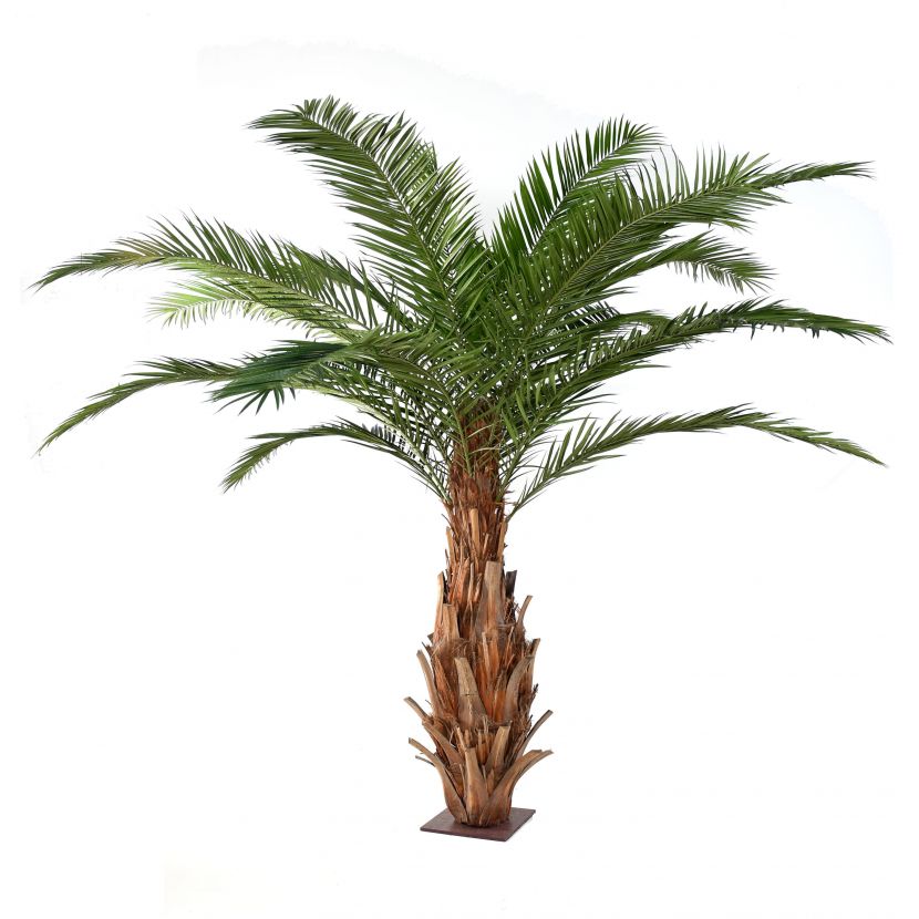 CANARIA palma, 350cm