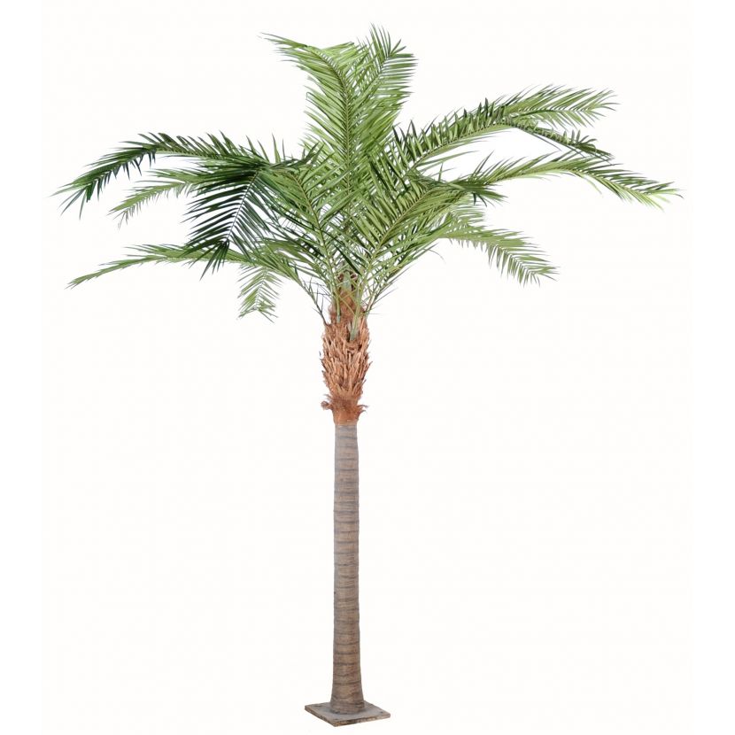PHOENIX CANARIENSIS palma, 380cm