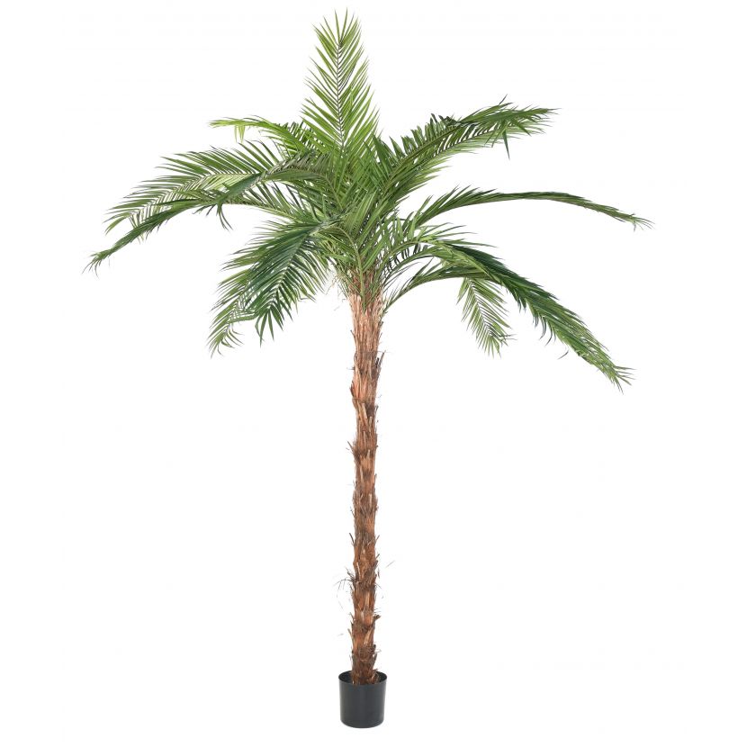 PHOENIX CANARIENSIS palma, 370cm