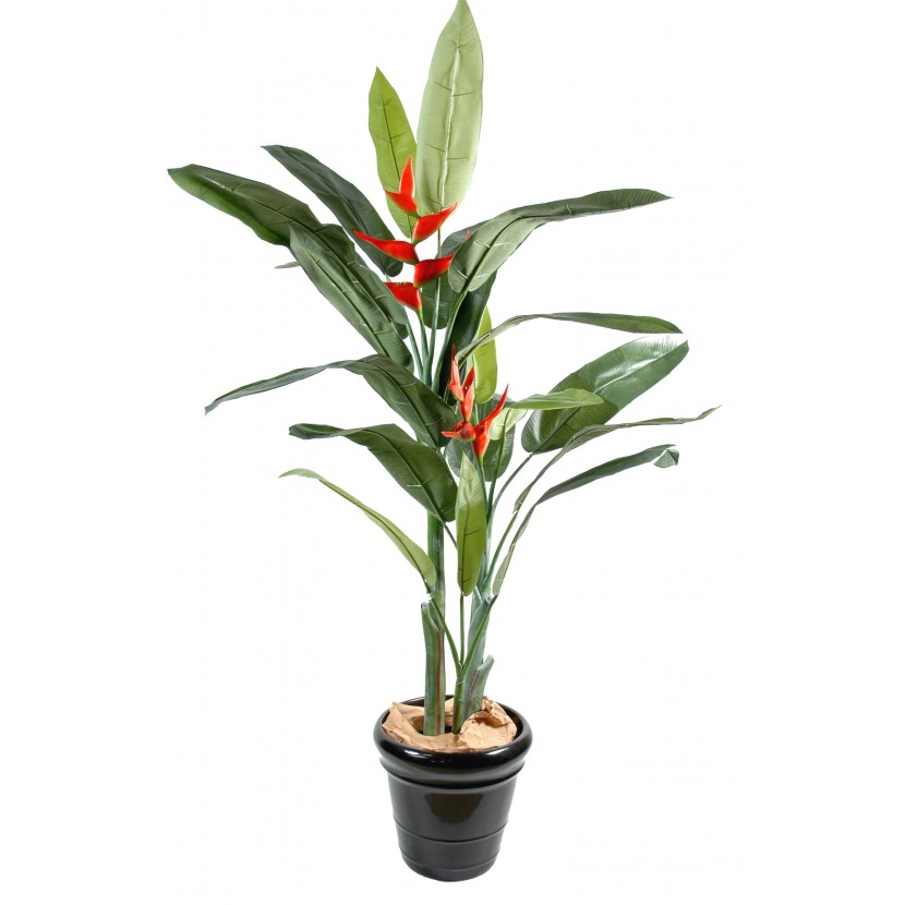 Heliconia palma, 180cm