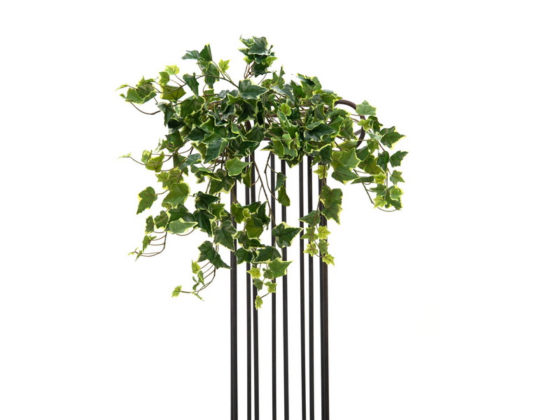 Popínavá rostlina Břečťan panašovaný deluxe, 50cm