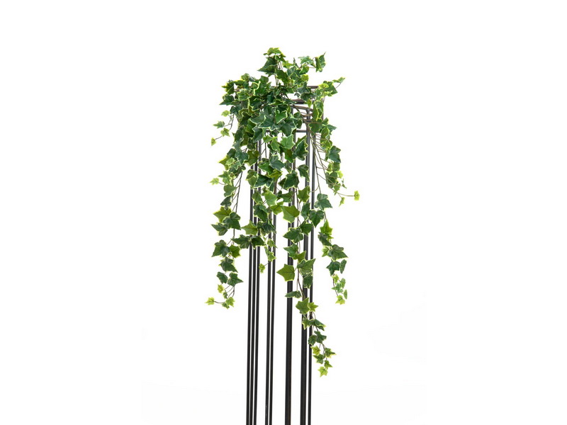 Popínavá rostlina Břečťan panašovaný deluxe, 100cm