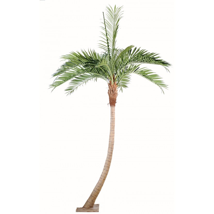 Kokosová palma oblý kmen, 270cm