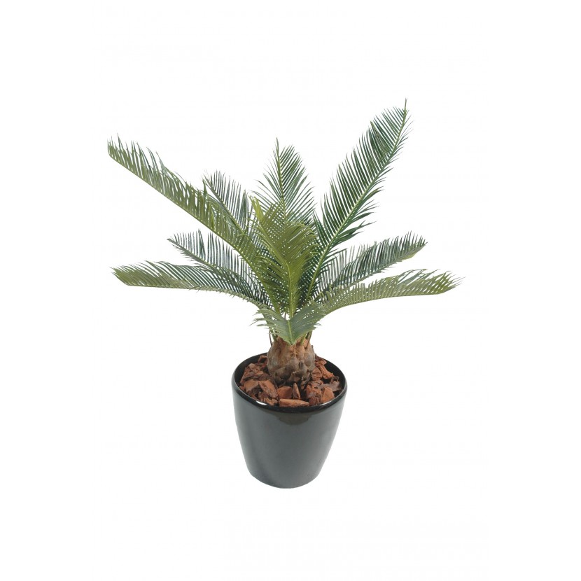 Cycas Baby palma, 65cm