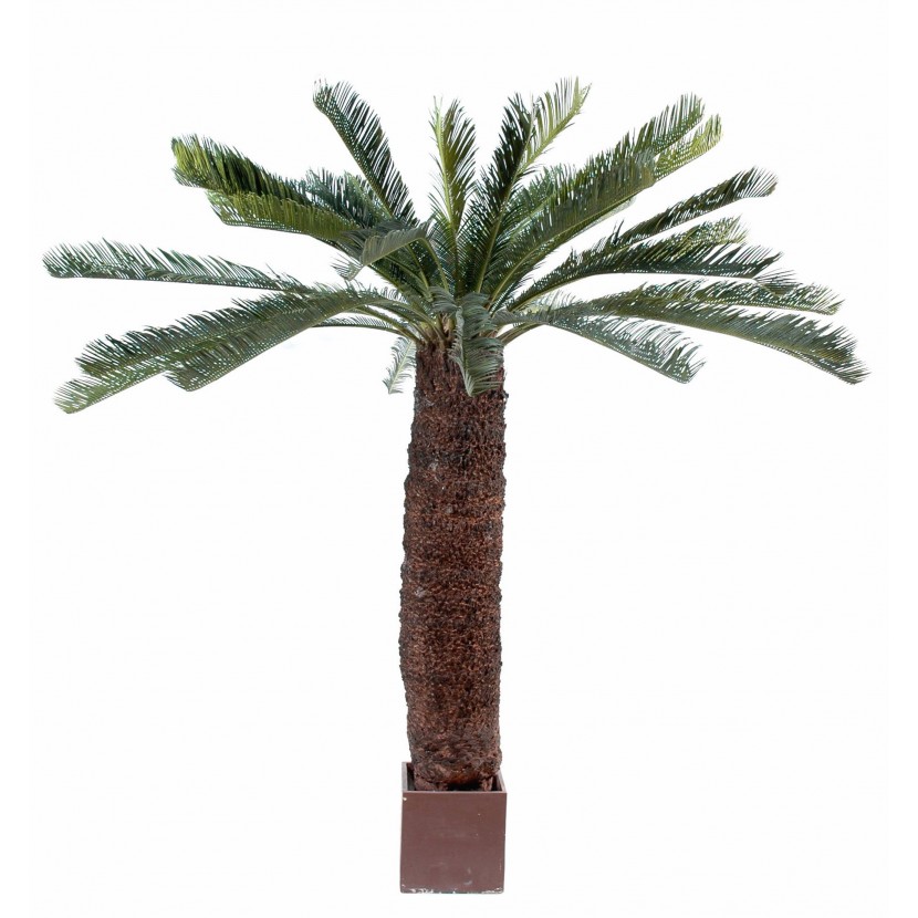 Cycas Geant palma, 200cm
