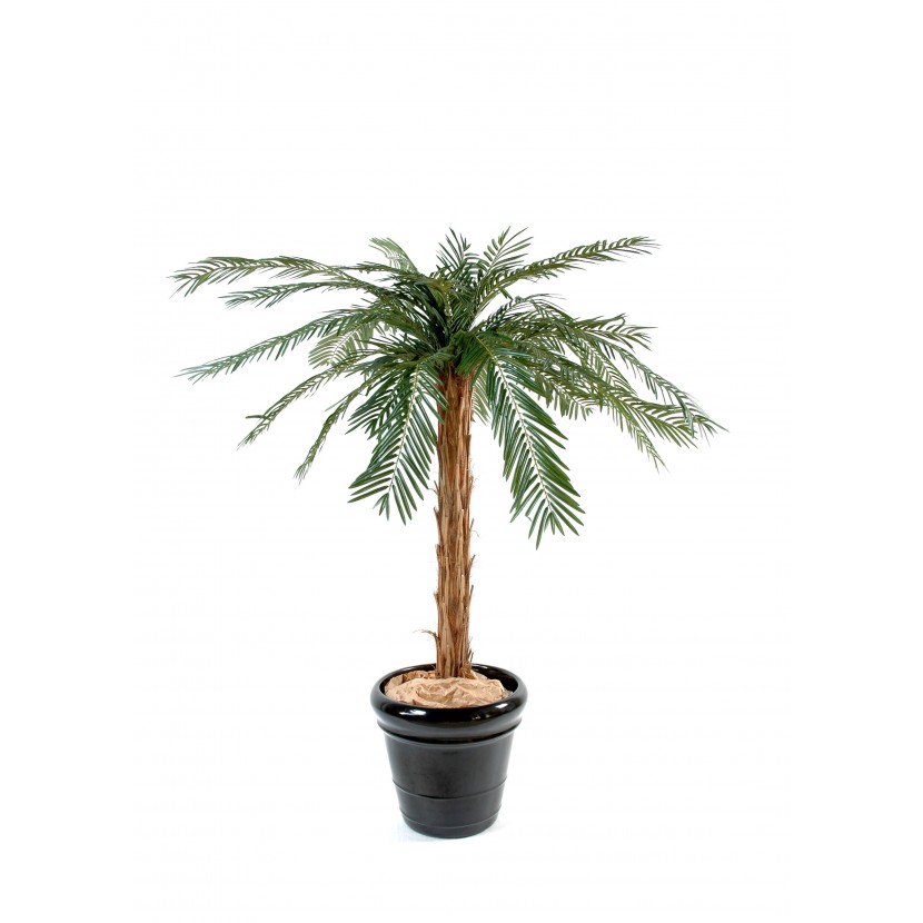 Cycas palma 30 větví, 170cm