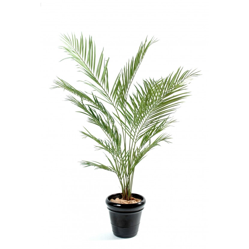 Kentia New palma, 150cm