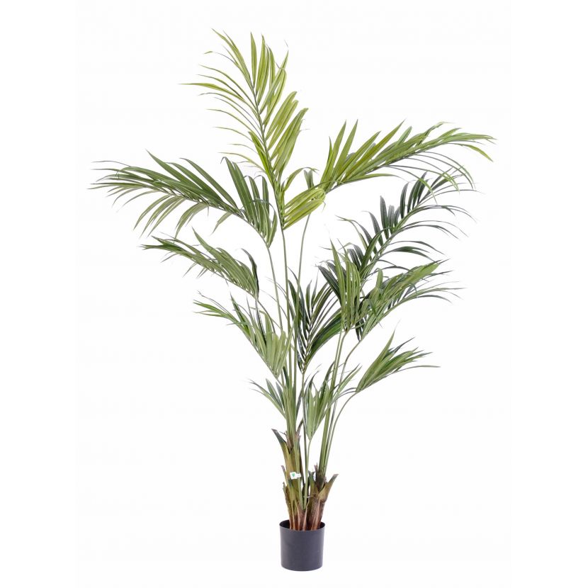 Kentia palma 12 větví, 210cm