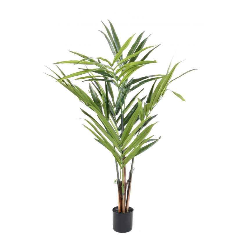 Kentia palma 7 větví, 170cm