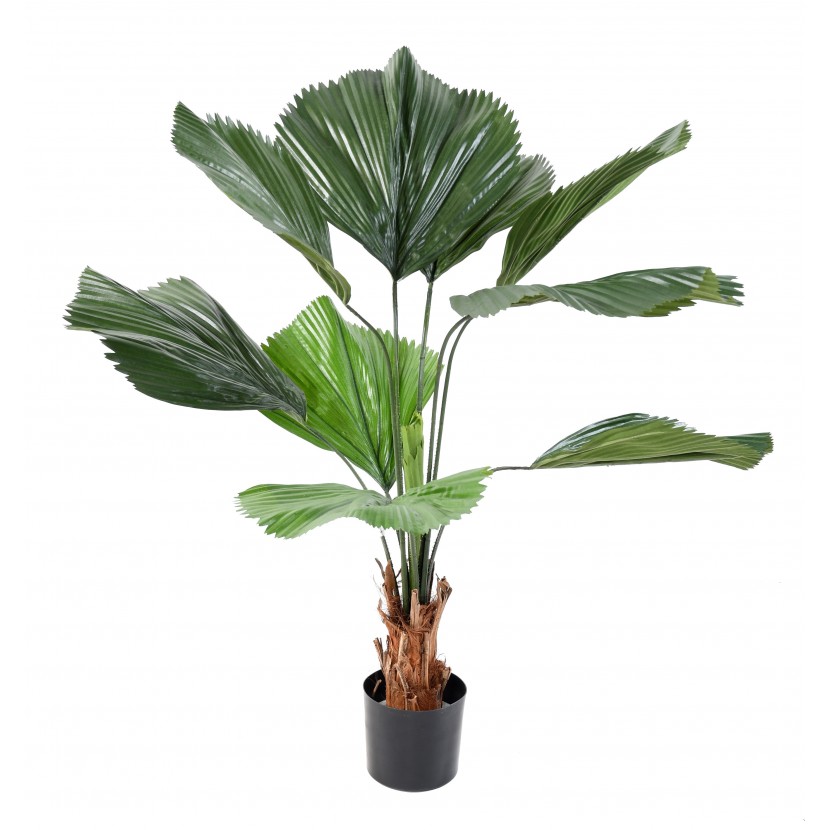 Licuala Grandis palma 9 listů, 120cm