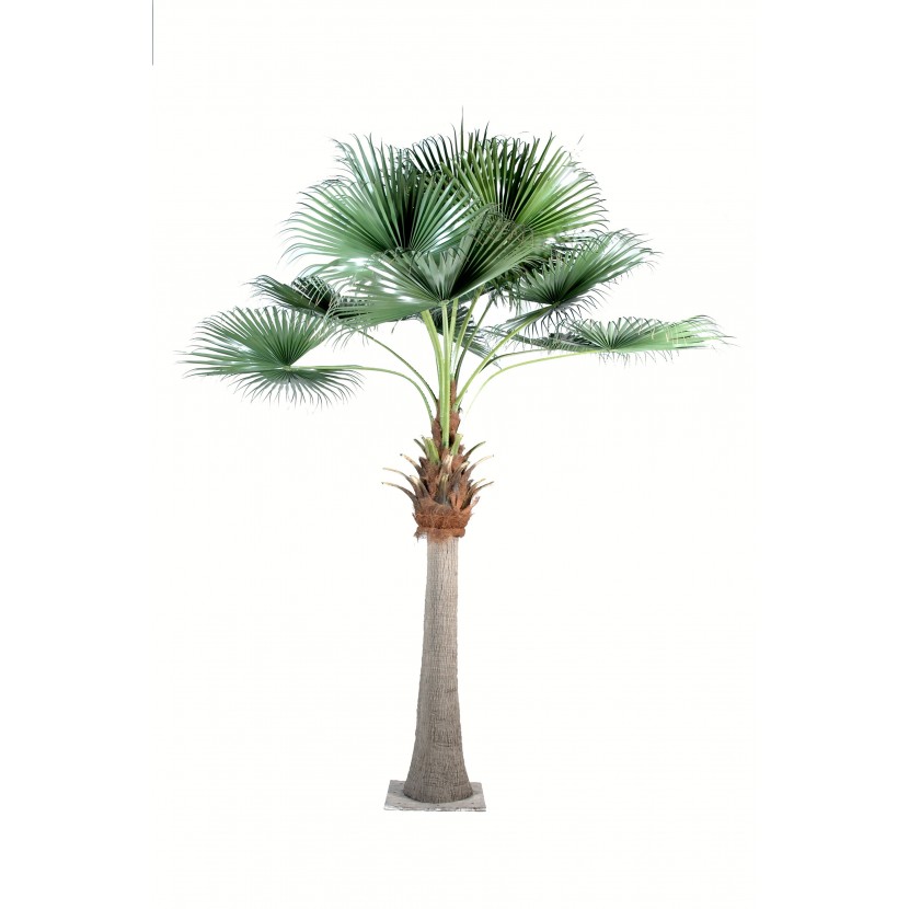 Camerus Royal palma, 690cm