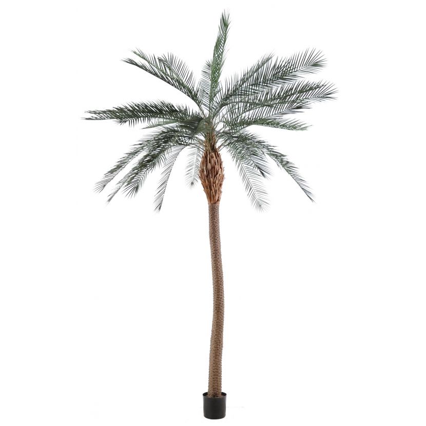 PHOENIX palma široký kmen, 280cm