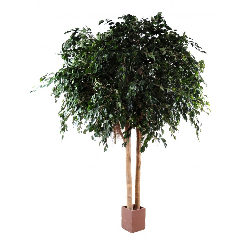 FICUS EXOTICA GIANT, 480cm
