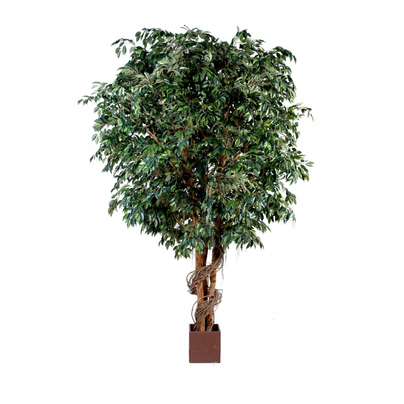 FICUS GIANT, 320cm