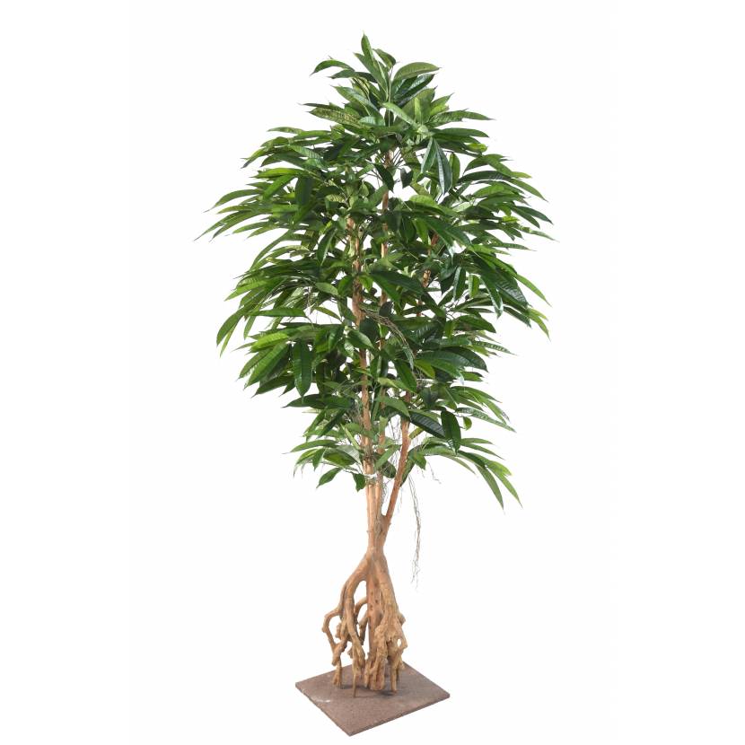 FICUS ROOT LONGIFOLIA na desce, 210cm