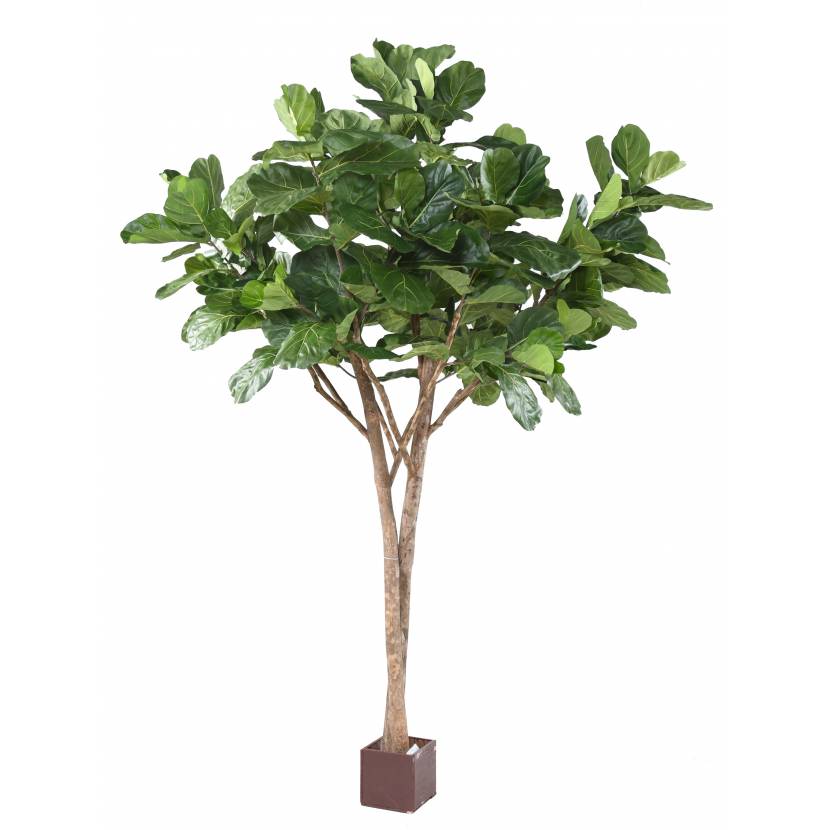FICUS LYRATA MULTI TREE, 340cm