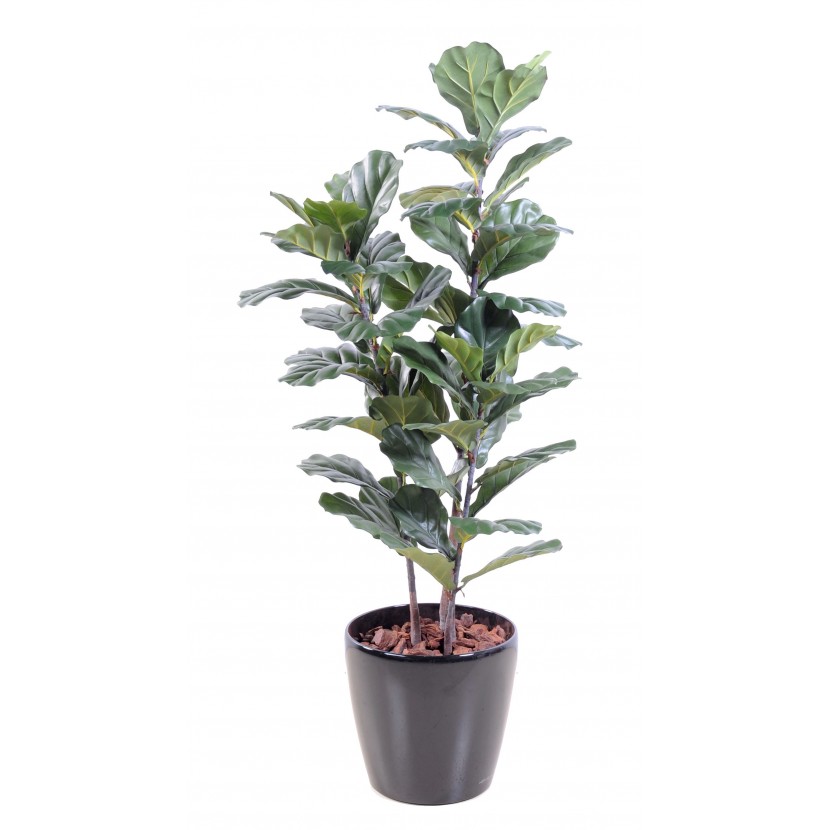 FICUS LYRATA TIGE, 130cm
