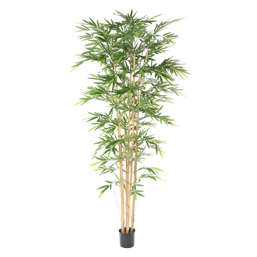 BAMBUS NEW, 270cm