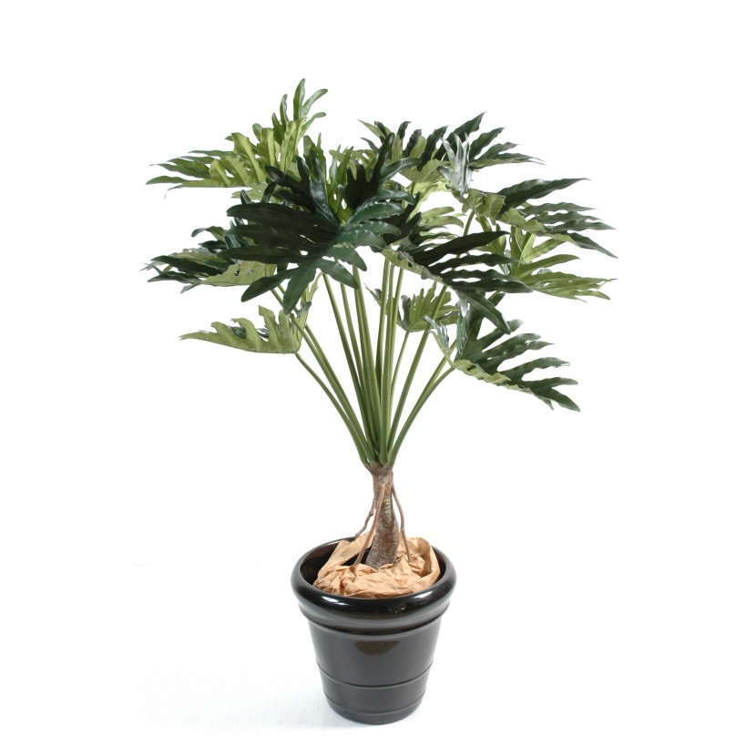 Philodendron, 120cm