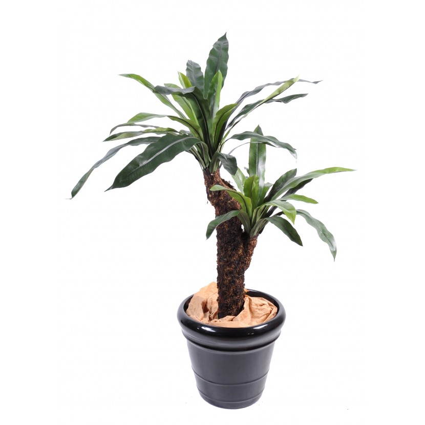 ASPLENIUM 2 kmeny, 120cm