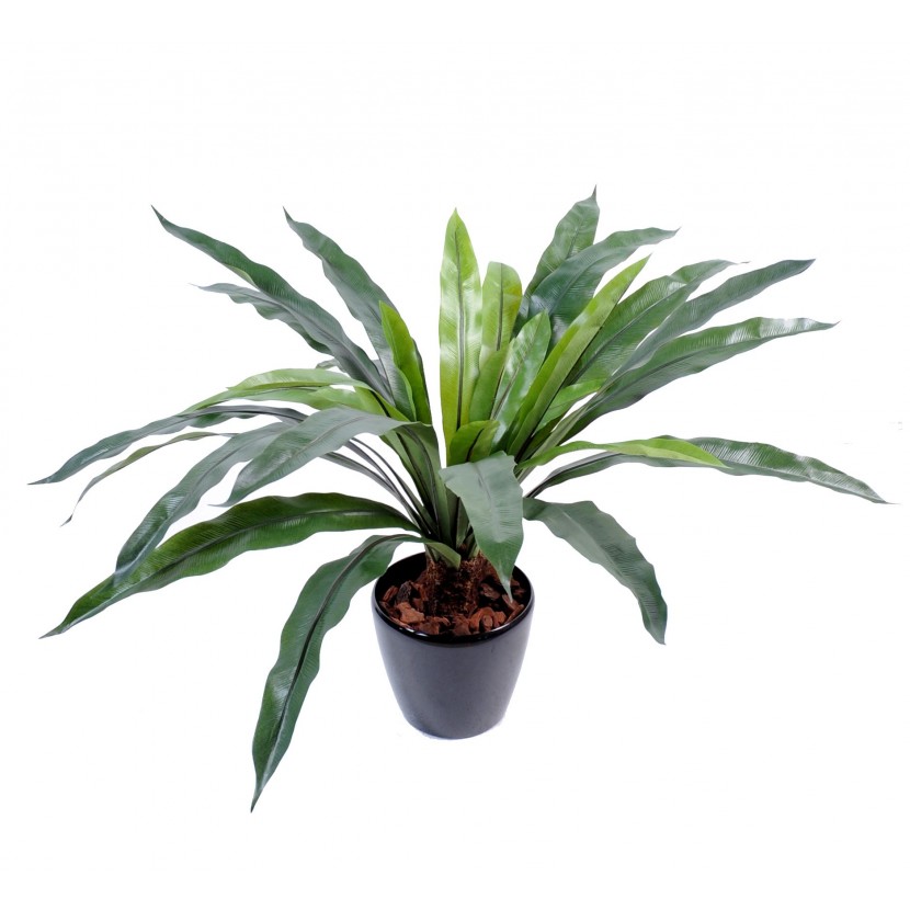 ASPLENIUM, 60cm