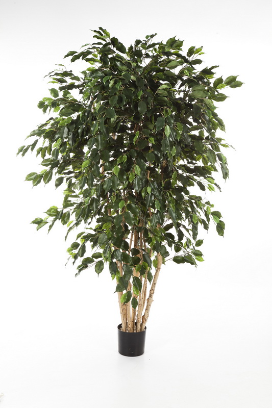 FICUS EXOTICA MULTI KMEN, 240cm